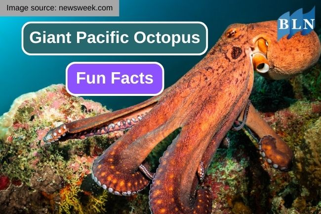 Get To Know About 11 Fun Facts of Giant Pacific Octopus